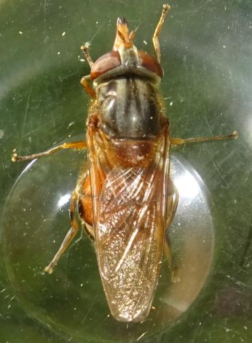 Réf. 357 083 : Rhingia campestris